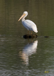 American White Pellican
